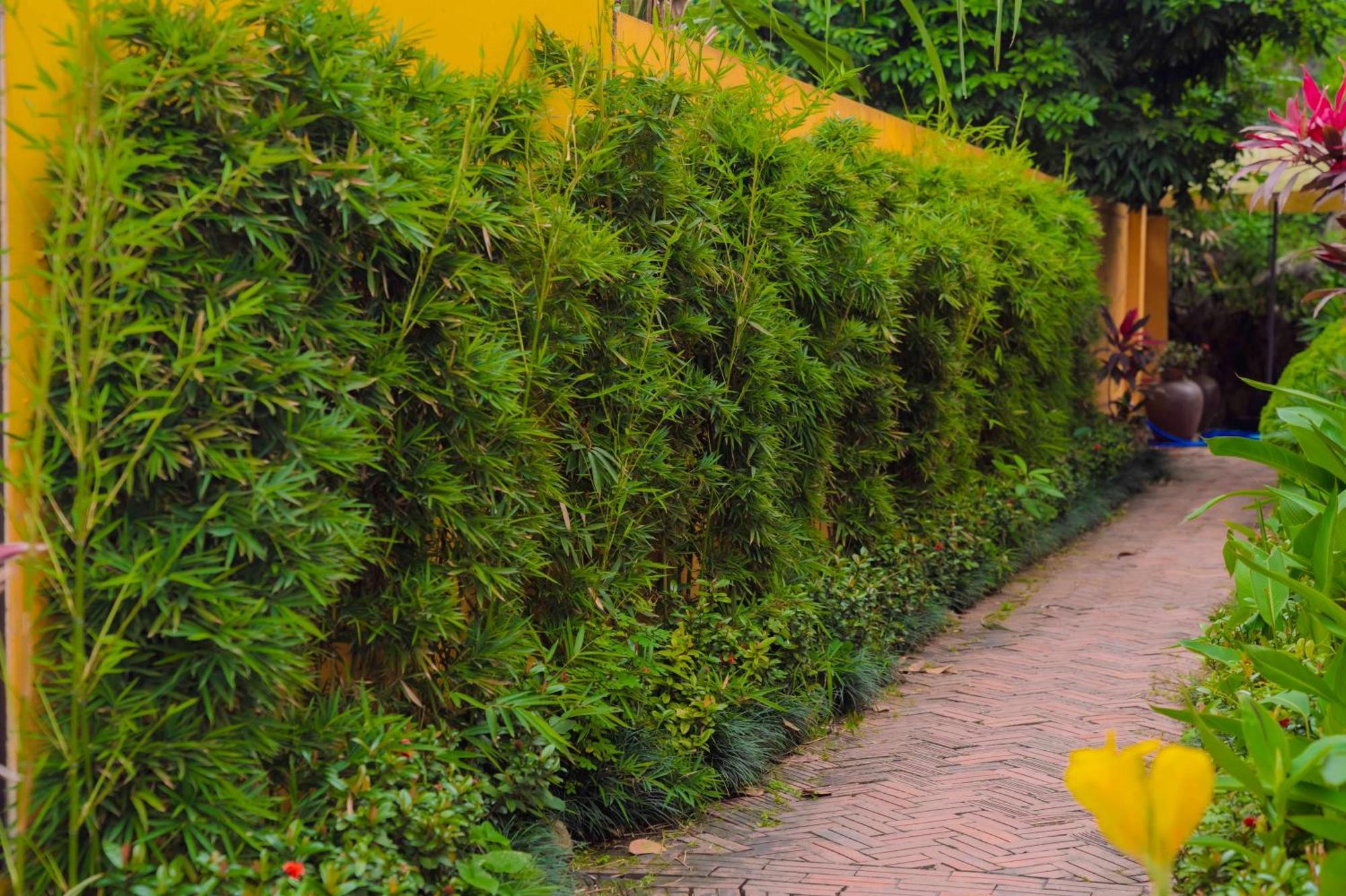 Papaya Bungalow & Rice Fields Apartment Ninh Binh Exterior photo